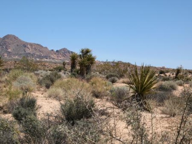 Patton's desert training area everyone's playground now