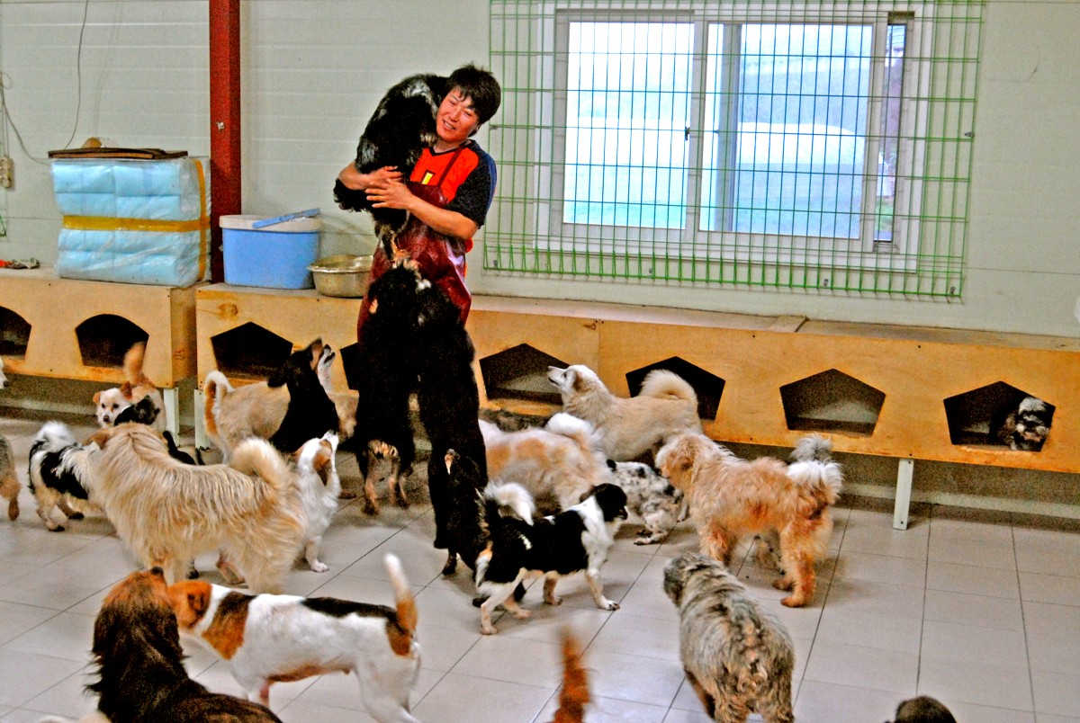 male-volunteer-with-homeless-dog-at-animal-shelter-outdoors-hill