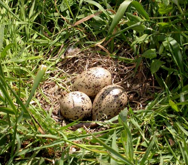 A Mew gull's nest lays hidden in the tall grass.