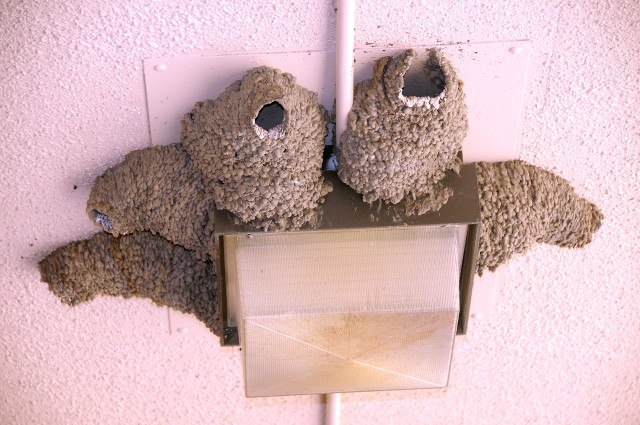 Swallows make nests in and on building structures.