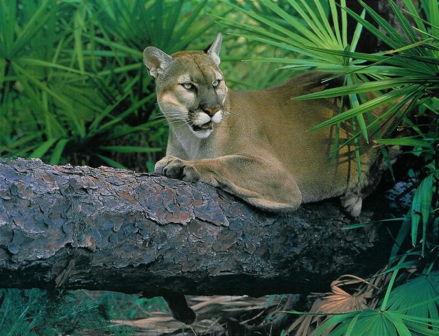 Multi-agency partnership helps preserve critical piece of land for Florida Panthers