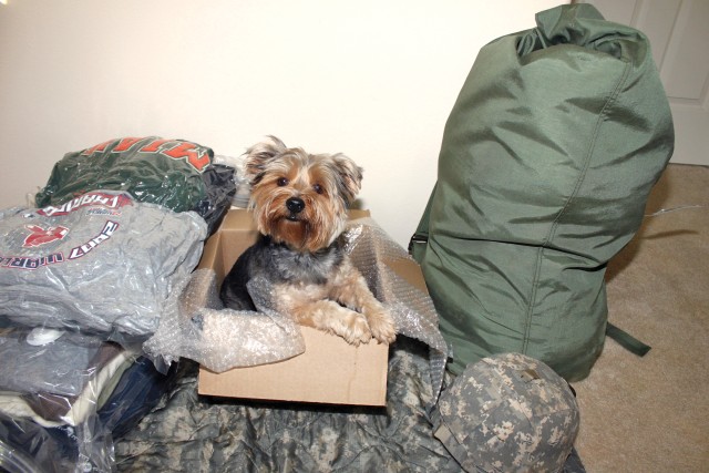 Moving dog