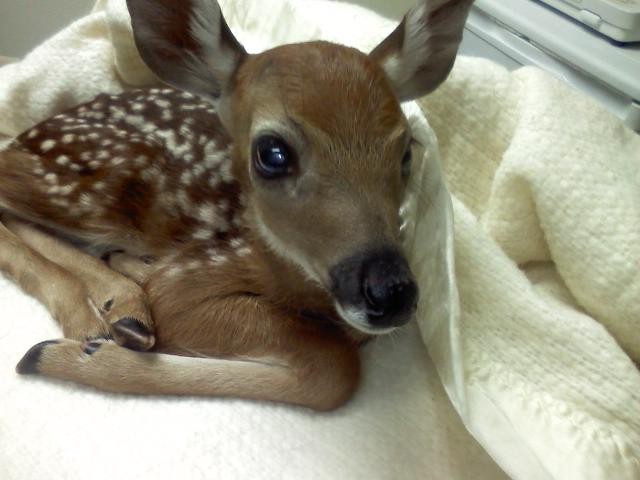 Fawn too