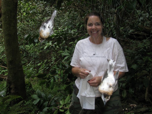 Banding endangered species - Oahu Elepaio