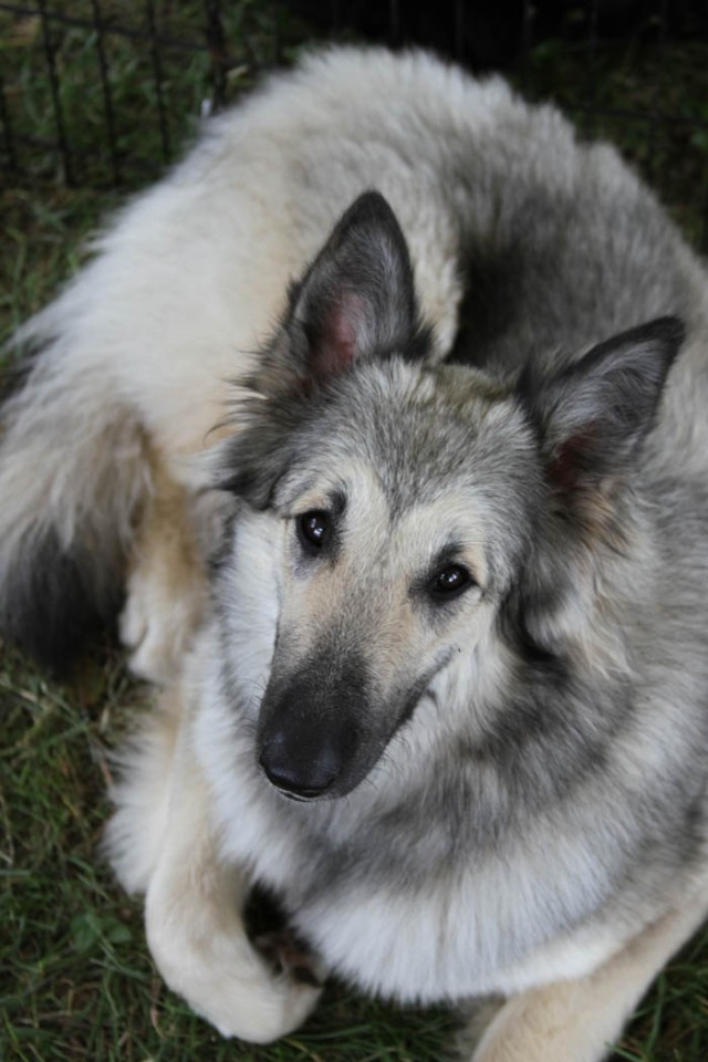 Australian Shepherd