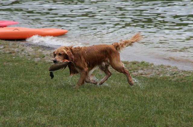 Hunting Dog Demonstration