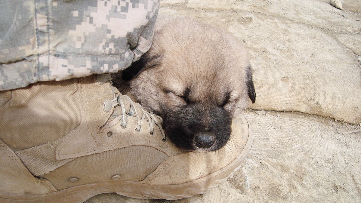 Ranger seeks to help veterans, animals Article The United States Army