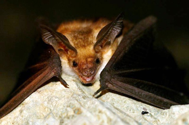 Bat