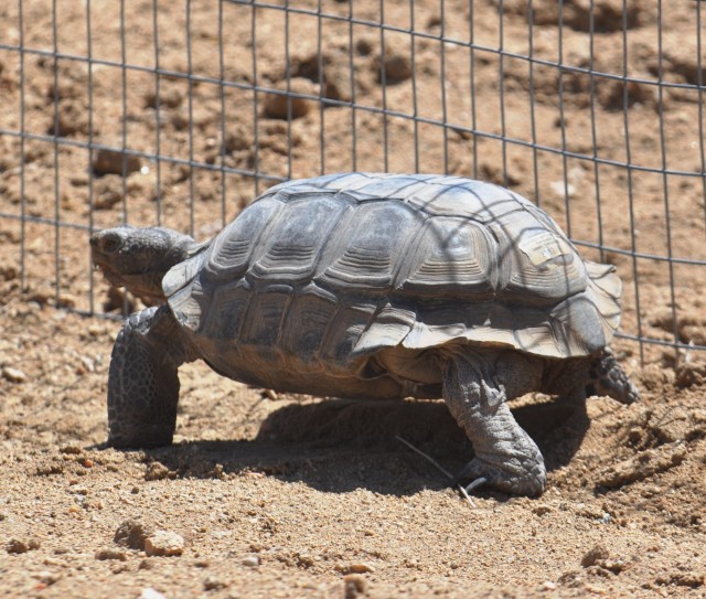 Desert tortoise relocation at Fort Irwin