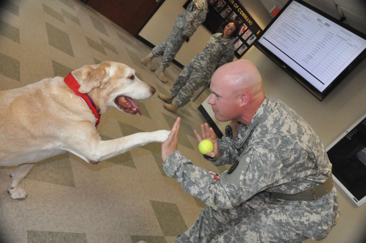 Gabe wins military hero dog award Article The United States Army