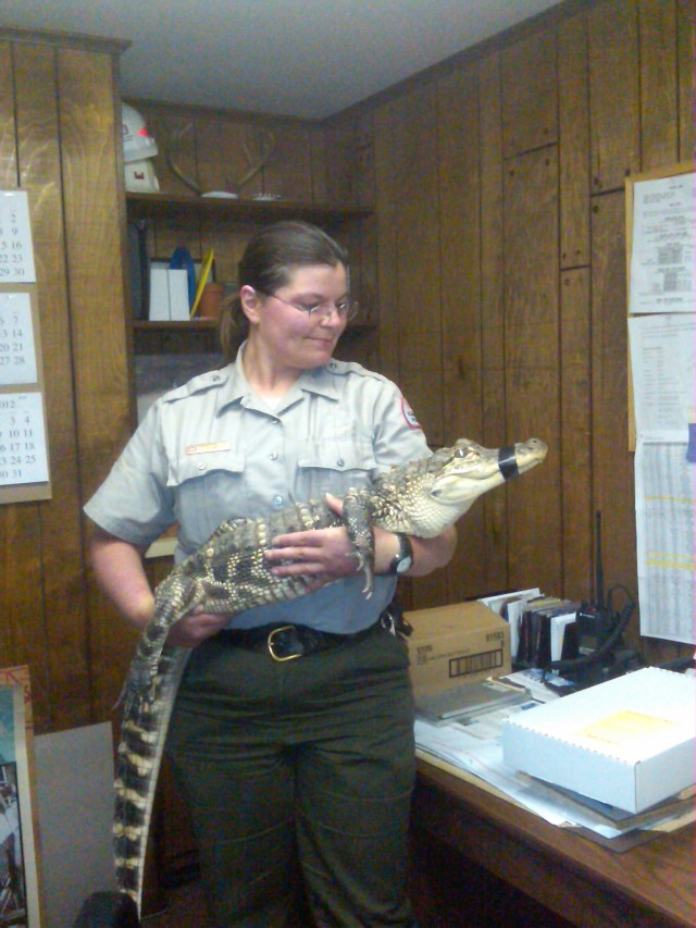 Herbert the alligator visits Corps' Tygart Lake