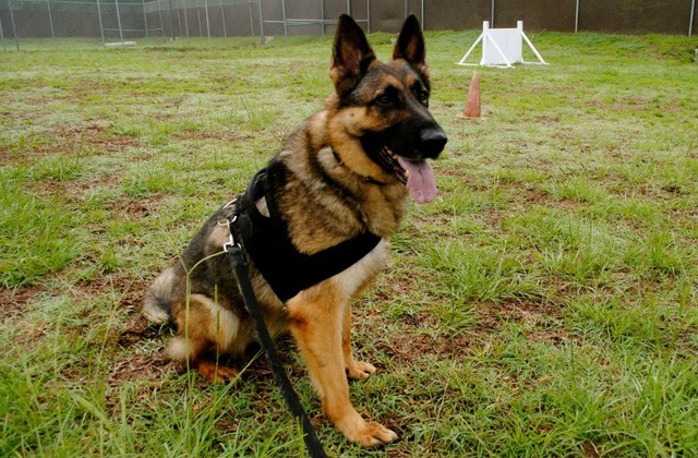 Fort Rucker honors fallen working dog