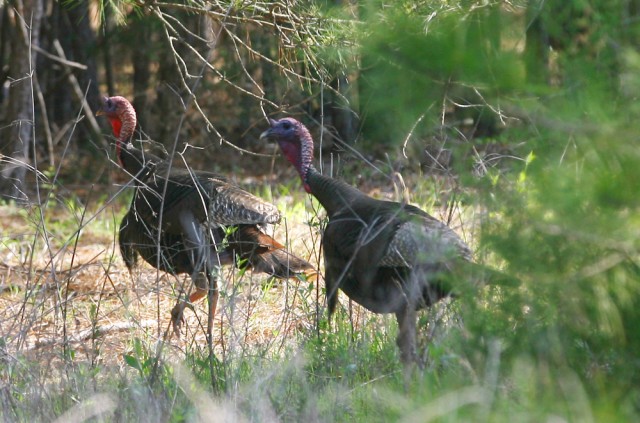 Turkeys