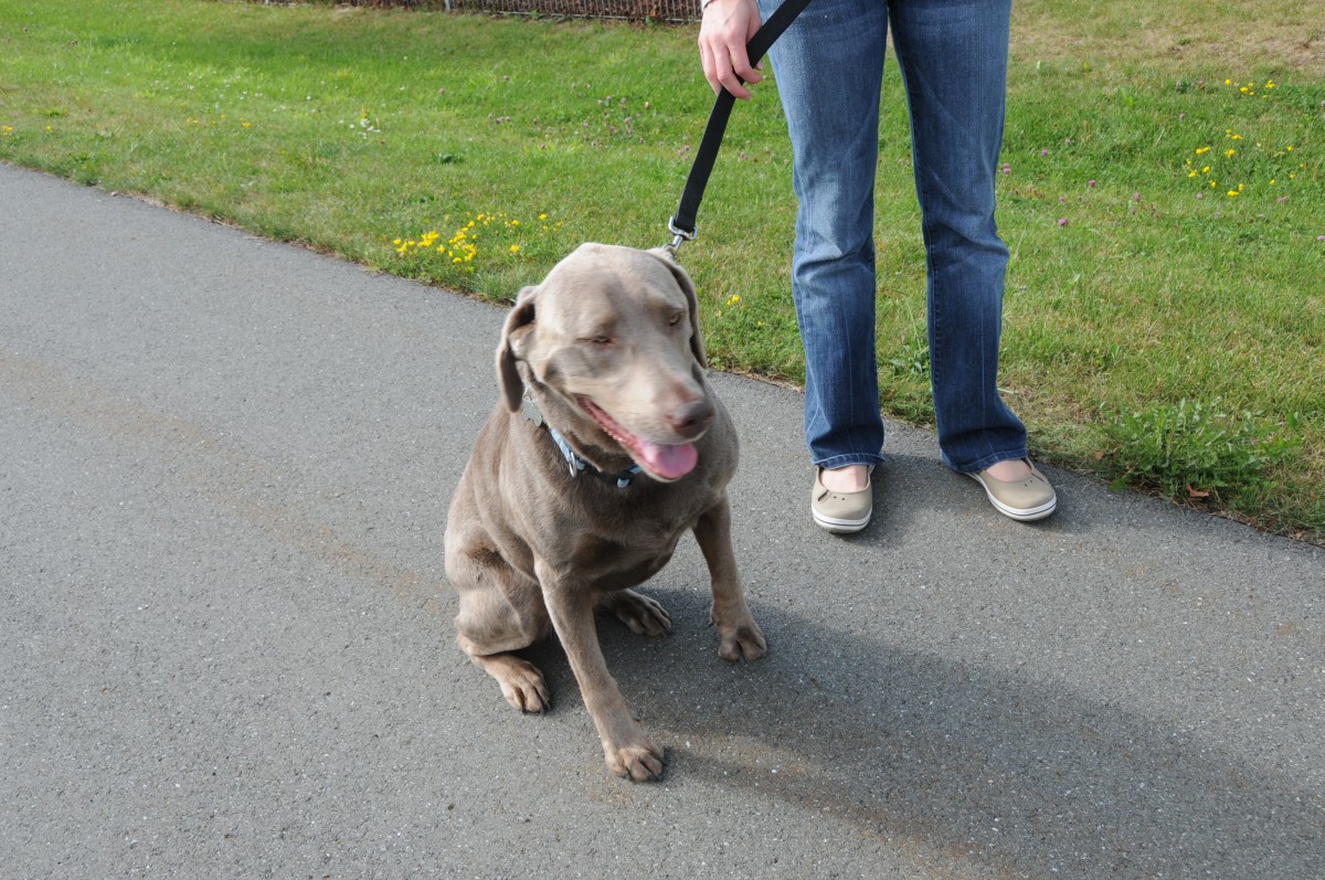 Leashed dogs are safe dogs | Article | The United States Army