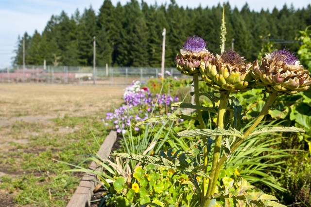 Seeds of hope: JBLM inmates grow a new start with horticulture program