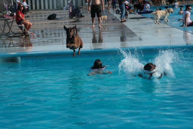 Doggie Day ends outdoor swim season