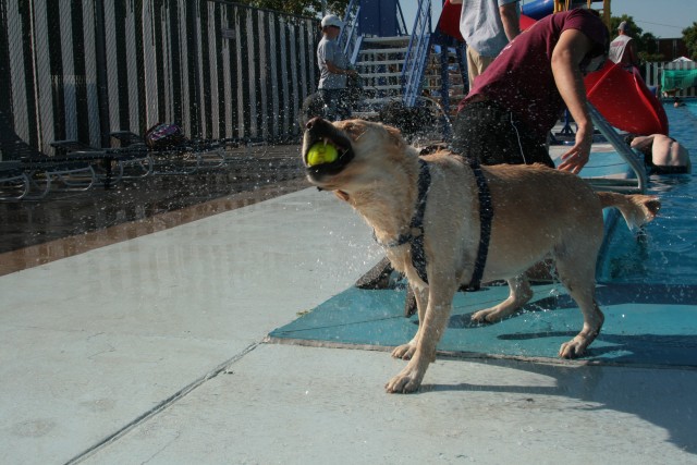 Doggie Day ends outdoor swim season