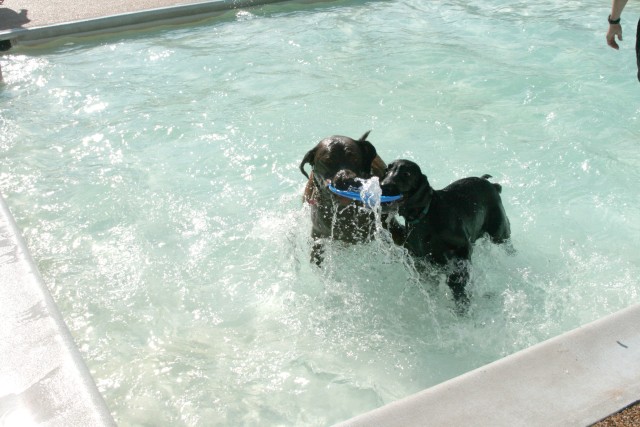 Doggie Day ends outdoor swim season