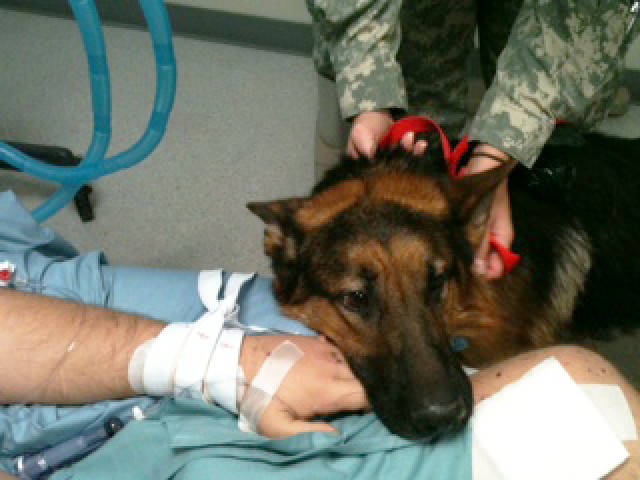 Working Dog reunites with handler during hospital bedside visit