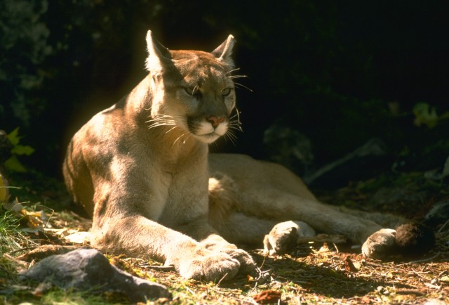 Residents reminded of Mountain Lion presence