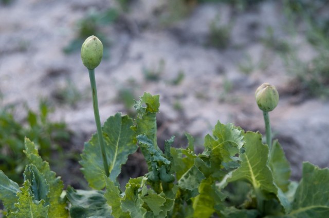Eradication of the illicit drug trade is key to Afghanistan's future