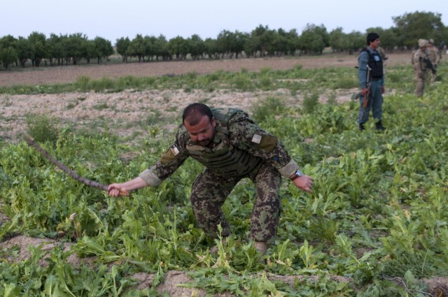 Eradication of the illicit drug trade is key to Afghanistan's future