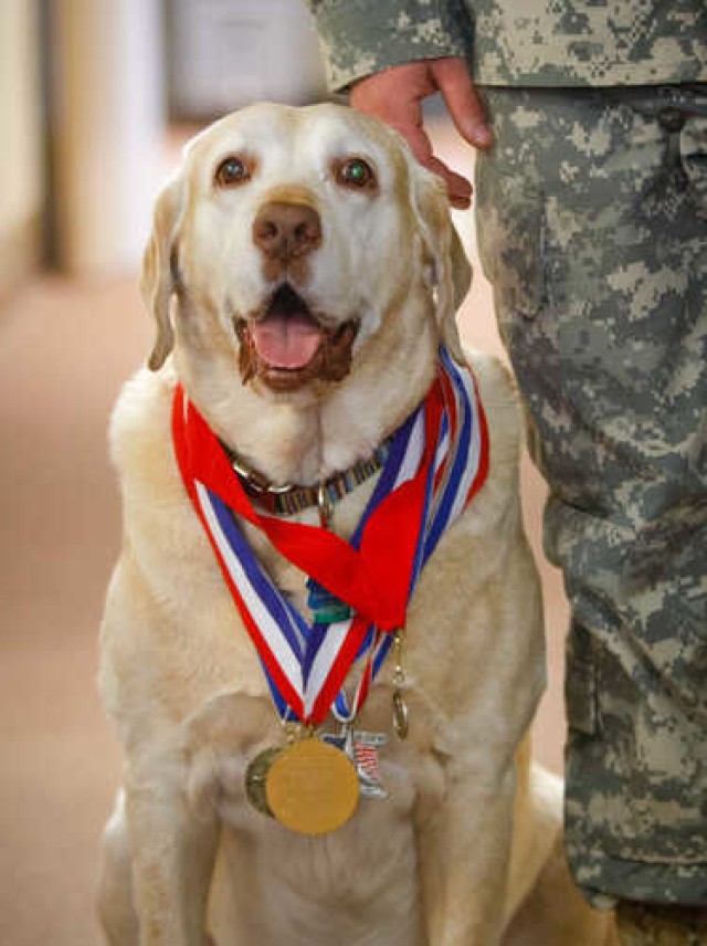 Dog, veteran, hero