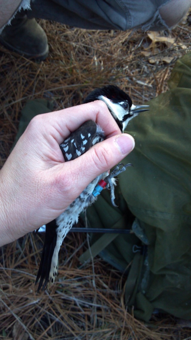 bird1
