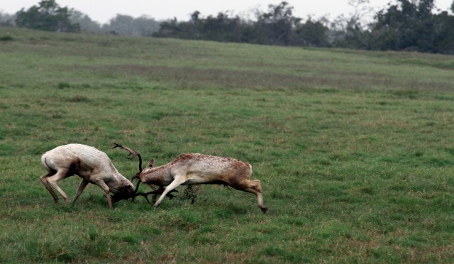Land battle