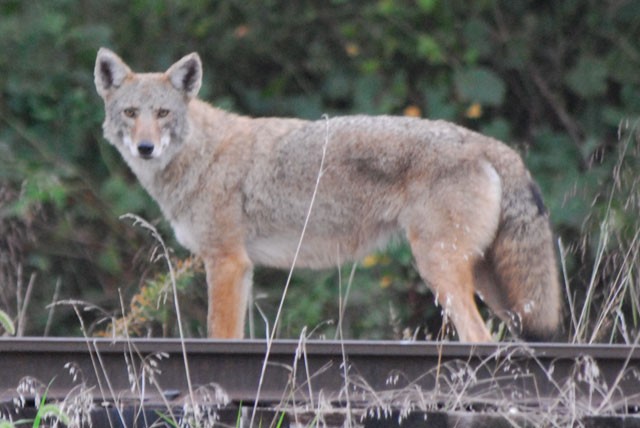 Coyotes share APG with humans