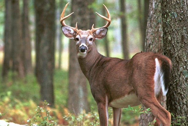 It's that time of year, watch out for deer on APG