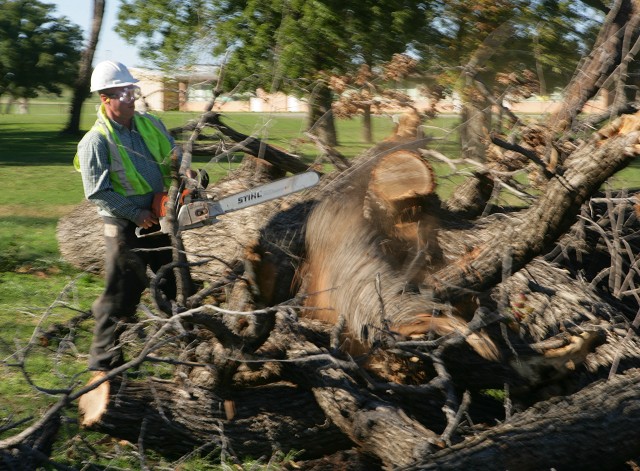 Treecut673
