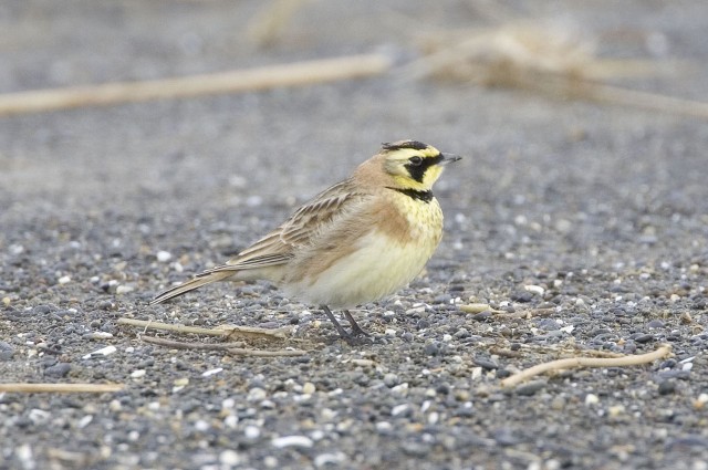 Conservation of resources protects wildlife, ability to train