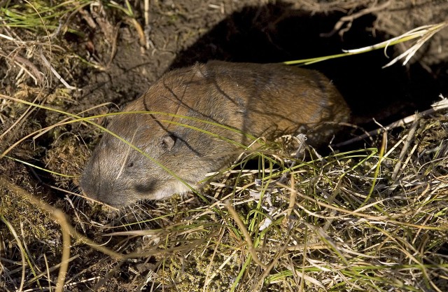 Conservation of resources protects wildlife, ability to train