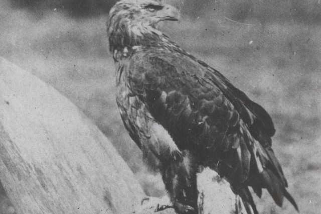 Historic Photos Old Abe from the Centennial the live war eagle of Wisconsin