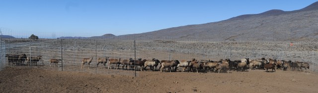 Pohakuloa sheep round-up enhances safety at Bradshaw Army Airfield