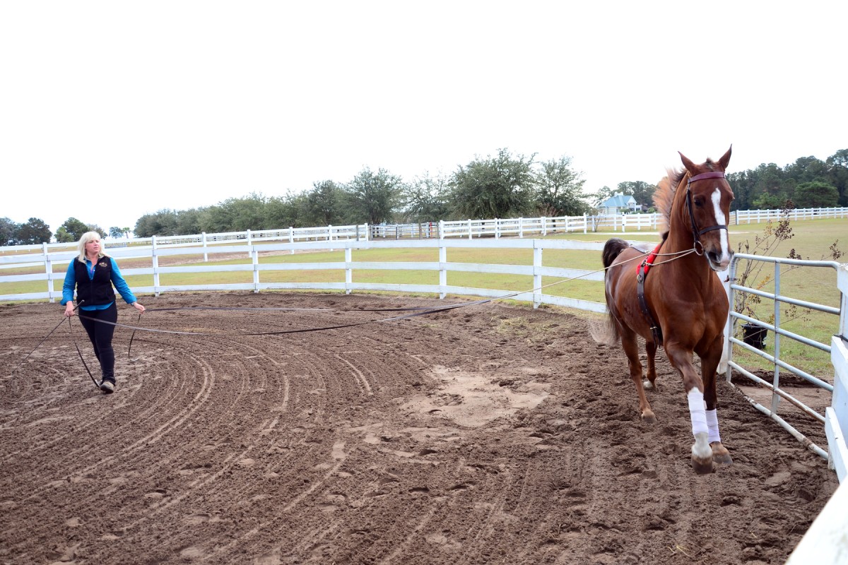Horse trainer and Army wife; one woman's perfect balance Article The United States Army