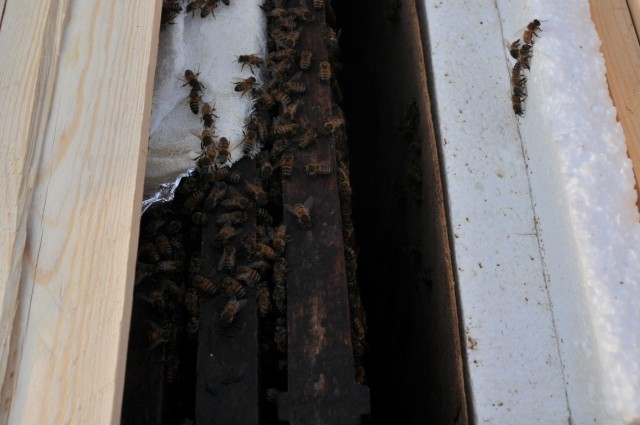 Bees: More than honey makers