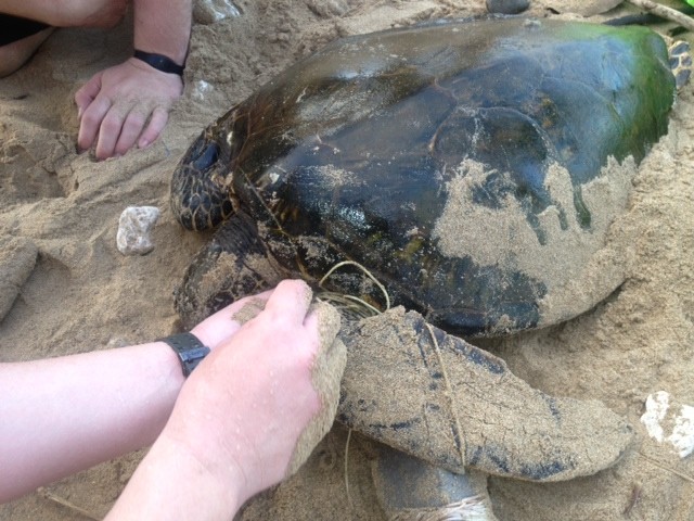 8th TSC Soldiers Rescue Endangered Green Sea Turtle