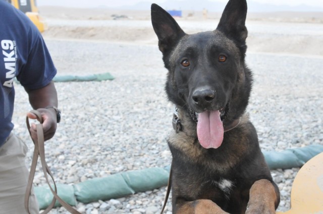 Canines keep soldiers safe, smiling