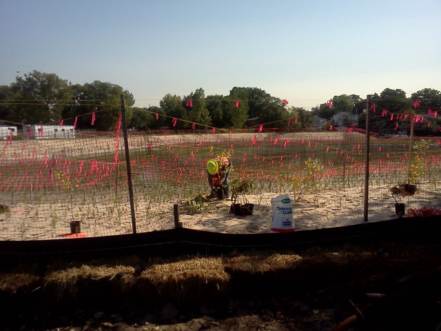 Soundview Park Ecosystem Restoration Project, Bronx, New York