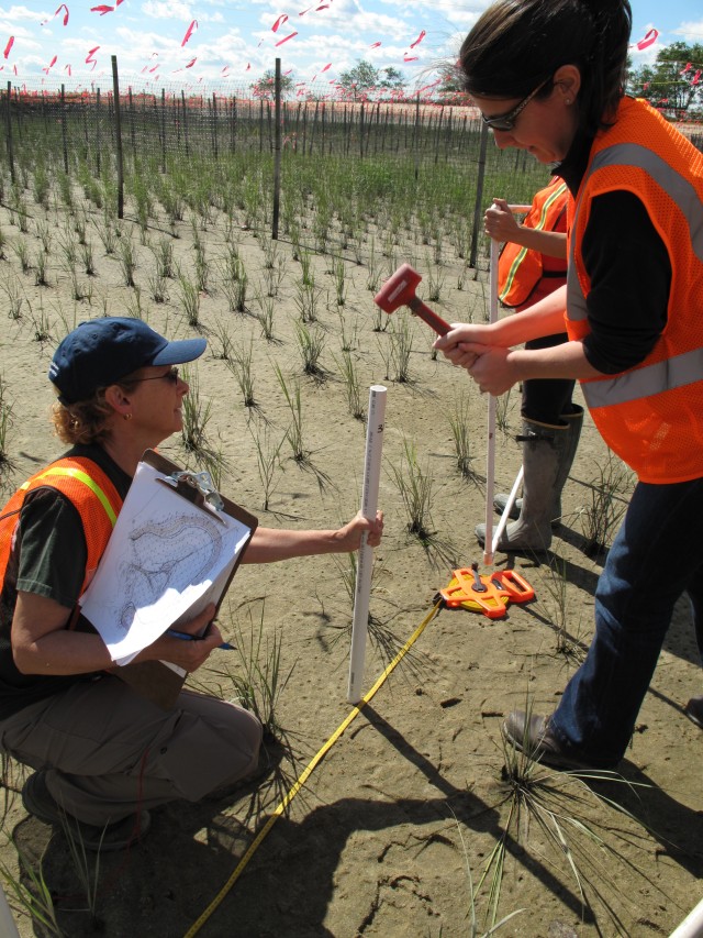 Soundview Park Ecosystem Restoration Project, Bronx, New York