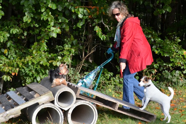 Training for dogs