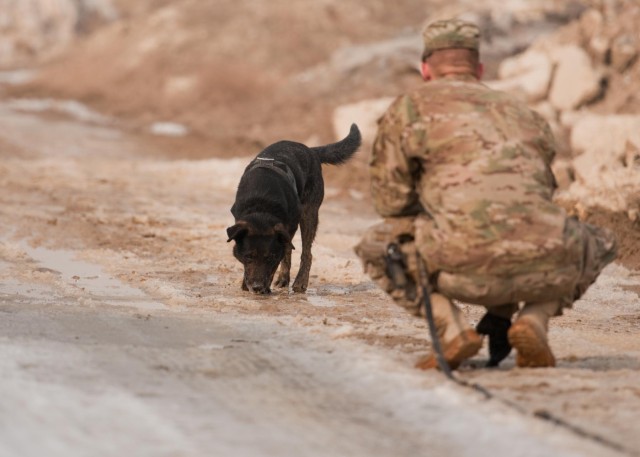 A dog's life: Mine dogs train to save lives