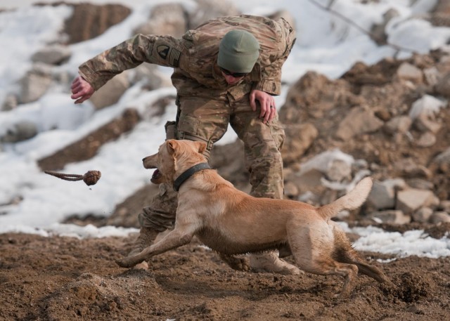 A dog's life: Mine dogs train to save lives