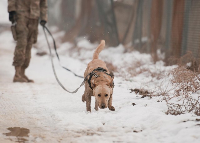 A dog's life: Mine dogs train to save lives