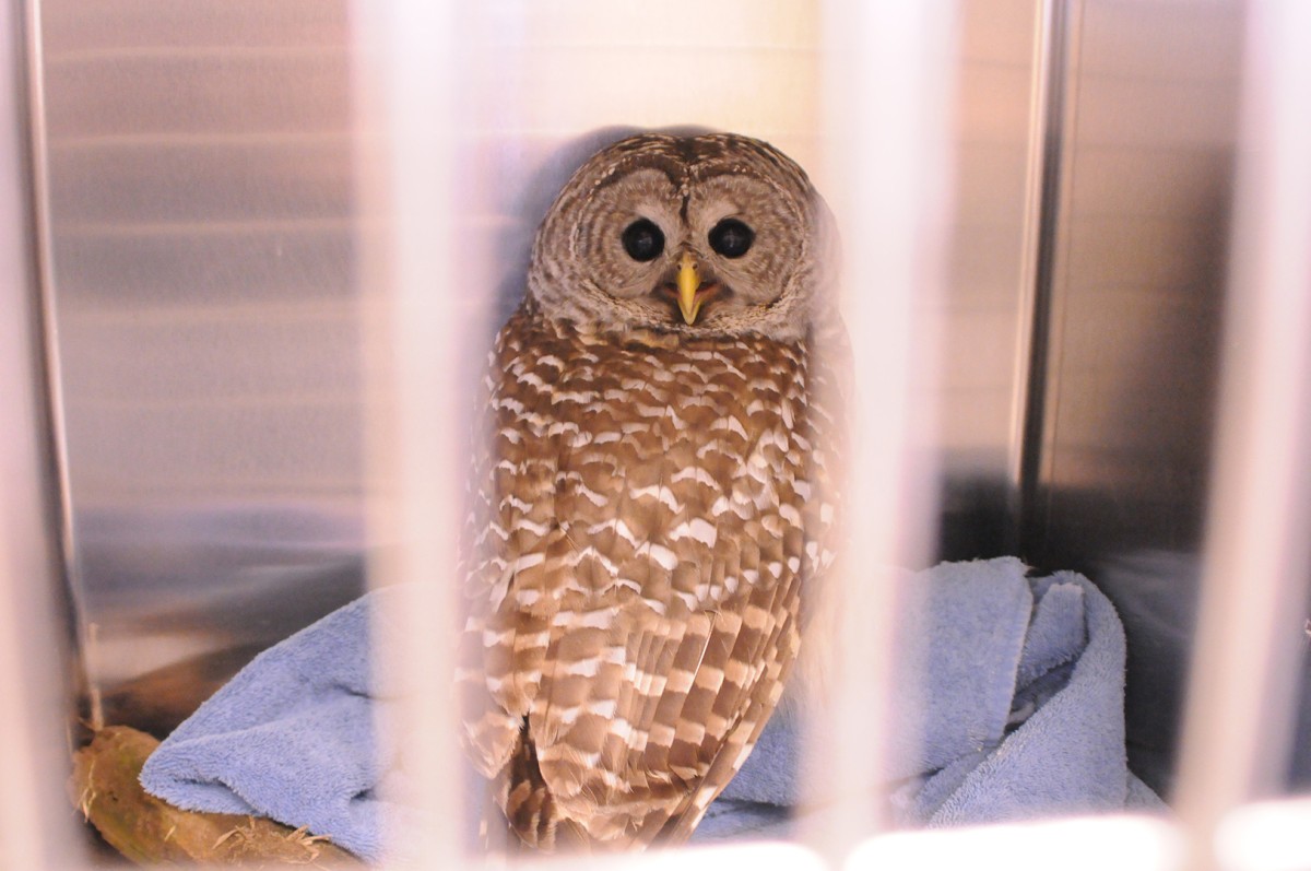 Owl 'spotting' Article The United States Army