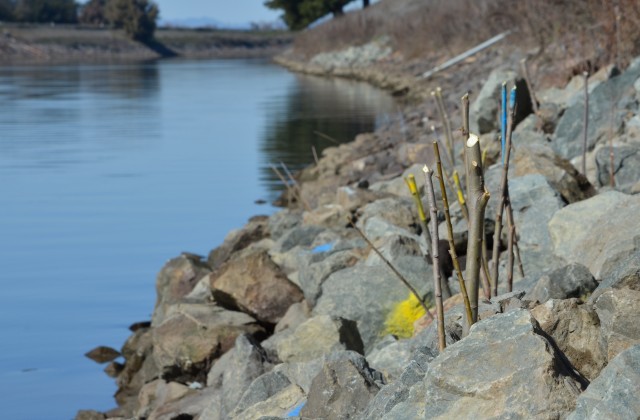 Willow poles along Sacramento River help fish, won't harm levees