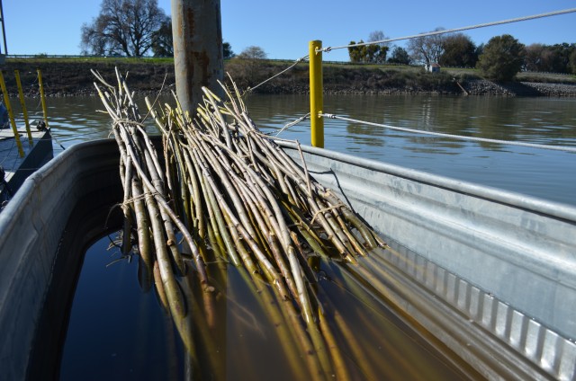 Willow poles along Sacramento River help fish, won't harm levees