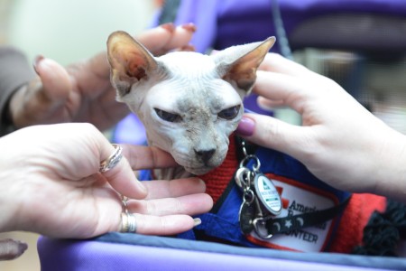 Supreme Grand Champion Ellis Eliteline Of Rejinald Www Vegasbrits